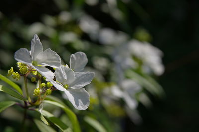 Close-up of white flower blooming outdoors