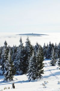 Pine trees on snow covered field against sky