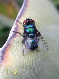 High angle view of fly