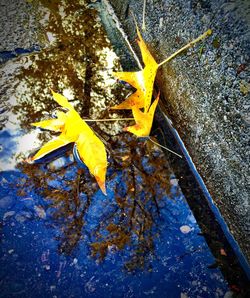 Close up of yellow flowers