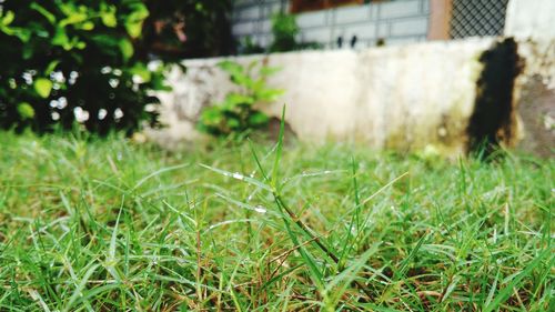 Close-up of grass on field
