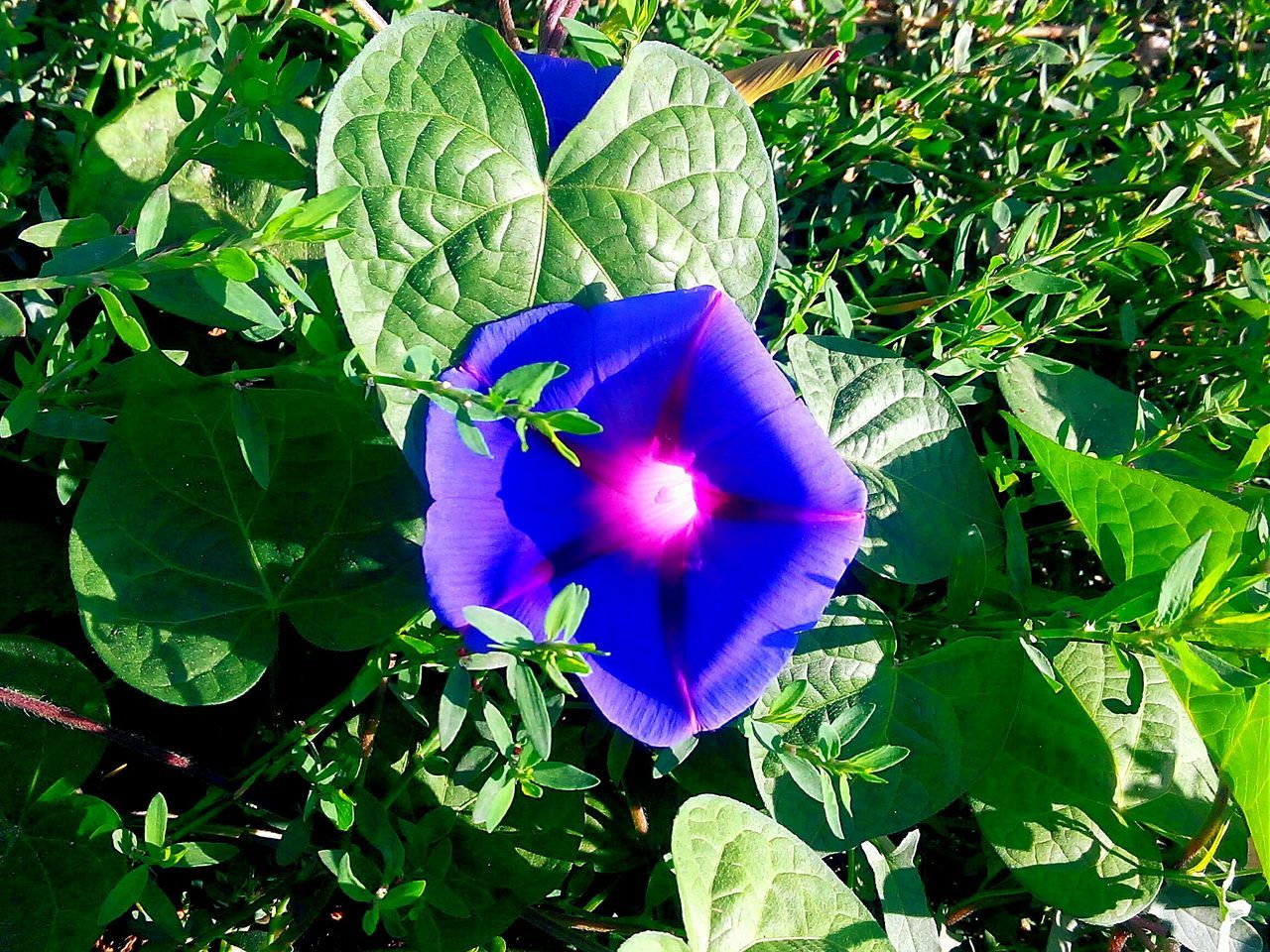 leaf, green color, growth, plant, beauty in nature, nature, sunlight, flower, freshness, purple, fragility, day, outdoors, green, no people, close-up, tranquility, sunbeam, tree, petal