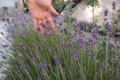 Close-up of purple flowers