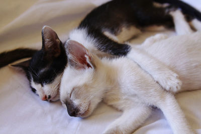 Close-up of cat sleeping on bed