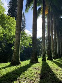 Trees growing in forest