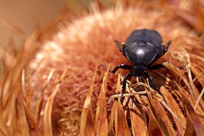 Close-up of insect