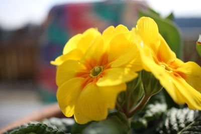 Close-up of yellow flowers blooming outdoors