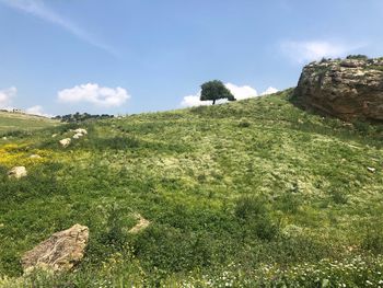 Scenic view of field against sky