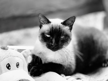 Close-up portrait of cat relaxing at home