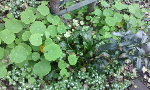 Leaves floating on water