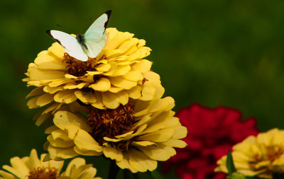 Close-up of honey bee on yellow flowering plant