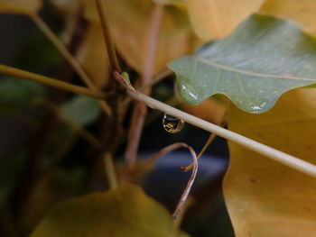 Close-up of raindrops on leaves