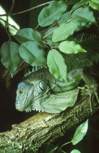 Close-up of plant