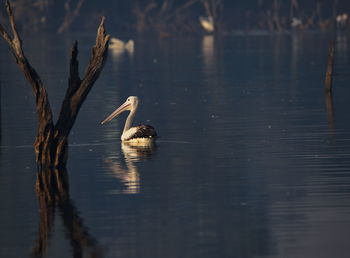 Birds swimming in lake