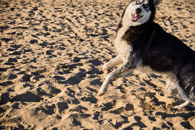 High angle view of dog on sand