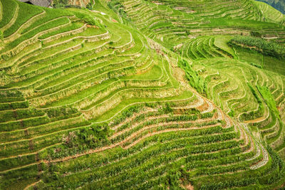 Scenic view of agricultural field