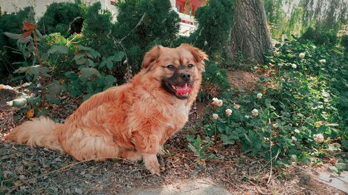 Portrait of dog on field