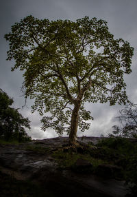 Tree against sky