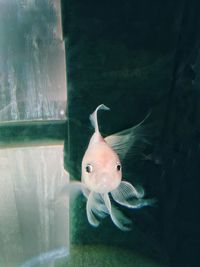 Close-up of fish swimming in aquarium