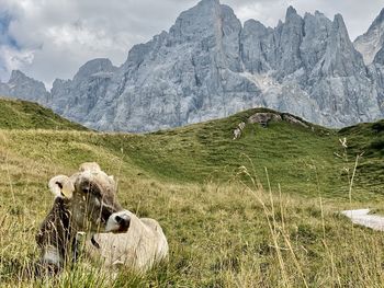 Sheep grazing on field against mountain