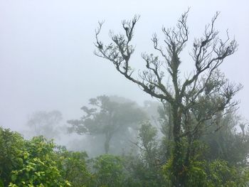 Low angle view of trees in forest against sky