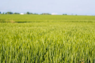 Scenic view of agricultural field