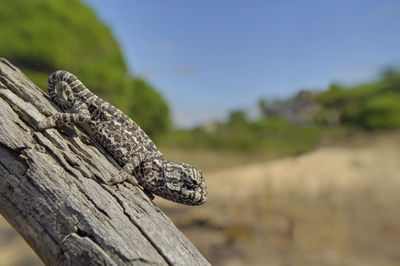 Close-up of lizard on wood against sky