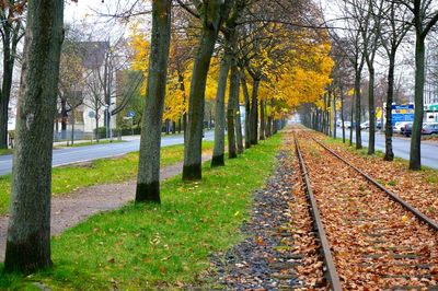 Road passing through forest