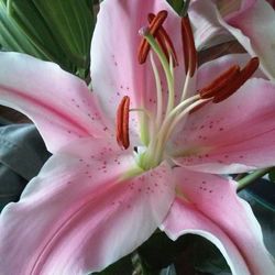 Close-up of pink flower