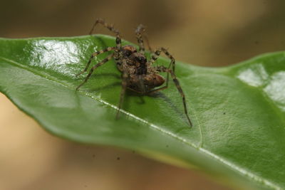 Close-up of spider on leaf