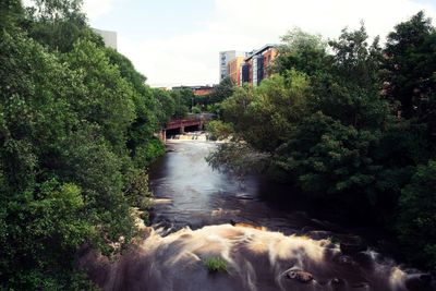 Scenic view of river amidst trees against sky