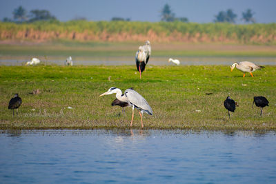 Flock of birds on the land