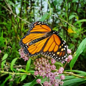 Close-up of butterfly on plant