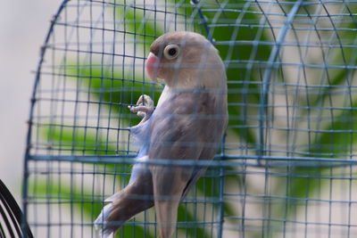 Close-up of monkey in cage