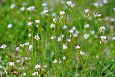 Close-up of white cardamine flowering plants on field