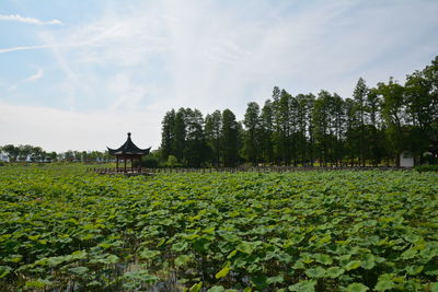 Scenic view of agricultural field against sky