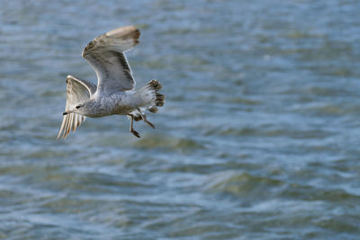 Seagulls flying over sea