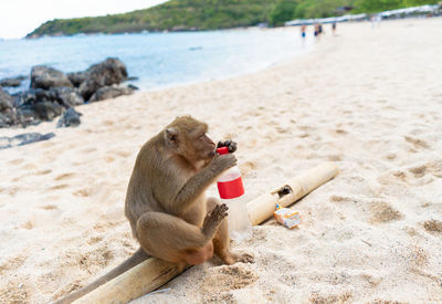 Monkey sitting on beach