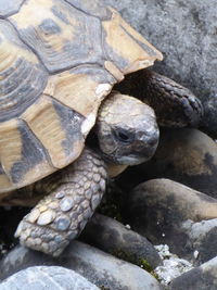 Close-up of turtle on rock