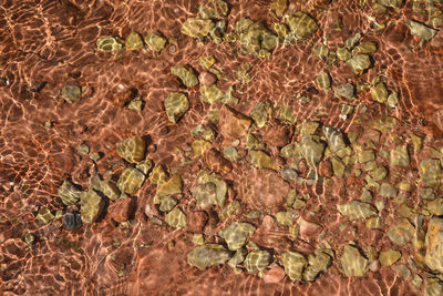 Full frame shot of dried plant on land