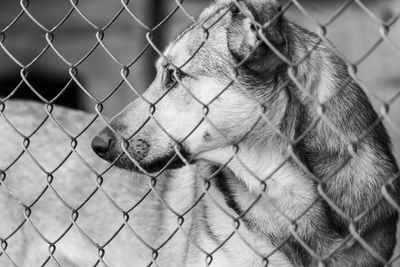 Close-up of dog seen through chainlink fence