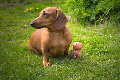 Dog sitting on grass in field