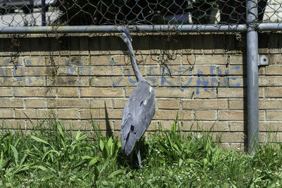 View of a bird on a fence