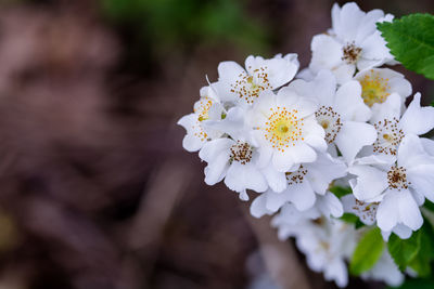 Close-up of white cherry blossoms