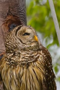 Close-up of eagle