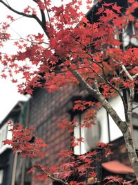 Close-up of red maple tree during autumn