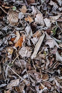 Full frame shot of dried autumn leaves on field