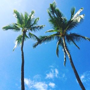 Low angle view of palm tree against blue sky