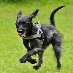 Close-up of black dog running on field