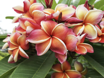 Close-up of frangipani flowers